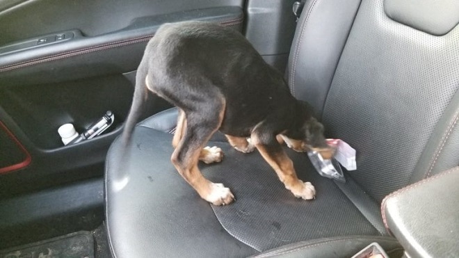 Маленького щенка бросили на дороге, а вскоре выяснилось, что он такой не один истории из жизни