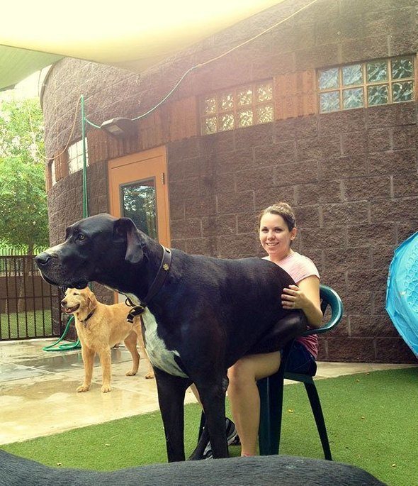 Огромные пёсики 