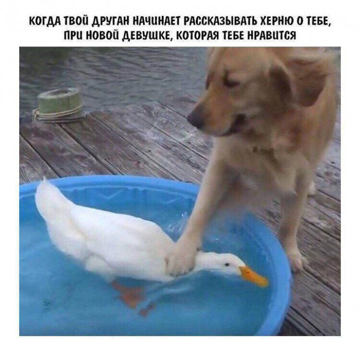 Подборка смешных картинок для поднятия настроения 