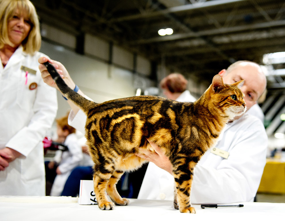  The Supreme Cat Show 2017