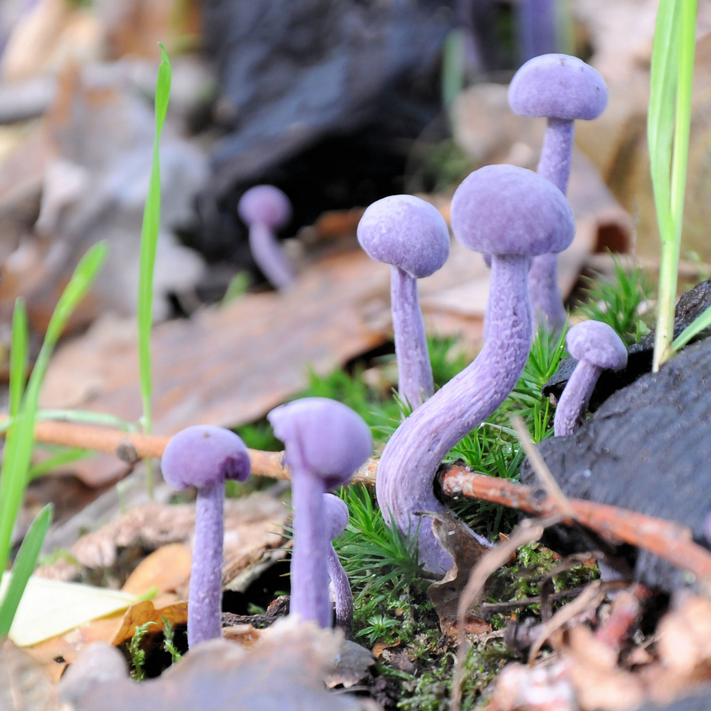 Редкие грибы. Лаковица Аметистовая Laccaria amethystina. Лаковица Аметистовая / Amethyst Deceiver. Гриб Laccaria amethystina.. Гриб Podoserpula Miranda.