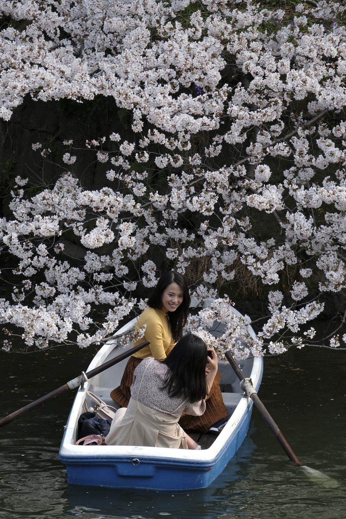 Cherry blossom дорама. Цветение Сакуры в Токио. Цветущая Сакура в Токио. Праздник цветения Сакуры в Японии.