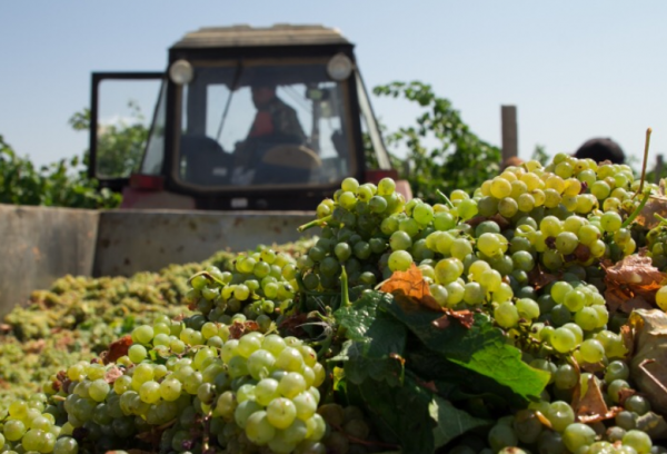 Севастопольских виноградарей поддерживает государство