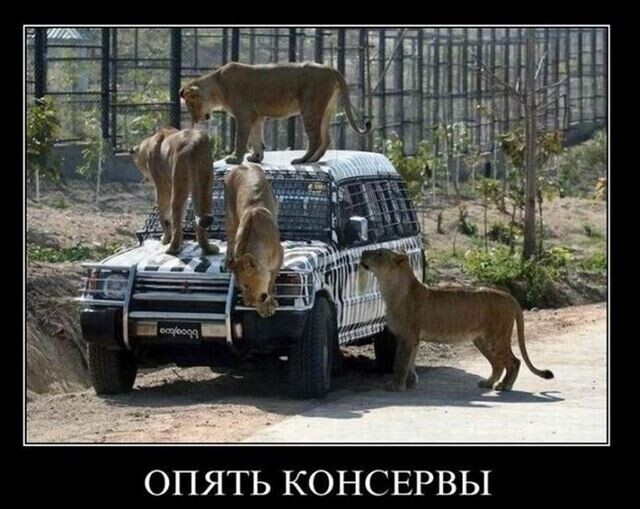 Ежедневная порция прикольных демотиваторов Ежедневная порция прикольных демотиваторов