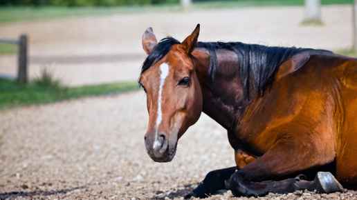 Деньги на мечту