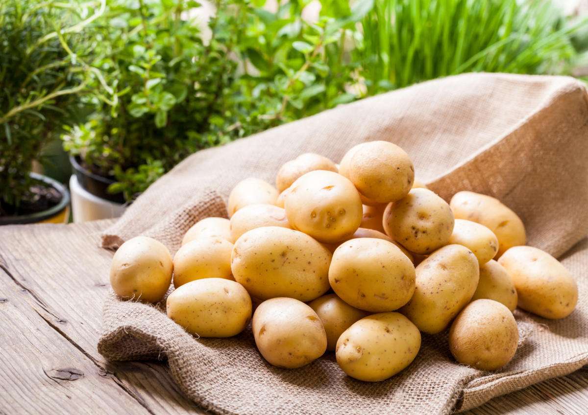 Секреты урожайной картошки картофель,огород