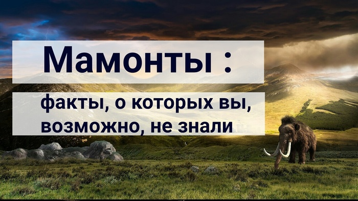 Мамонты : некоторые интересные факты, о которых вы, возможно, не знали. Мамонт, Палеонтология, История, Древность, Познавательно, Длиннопост