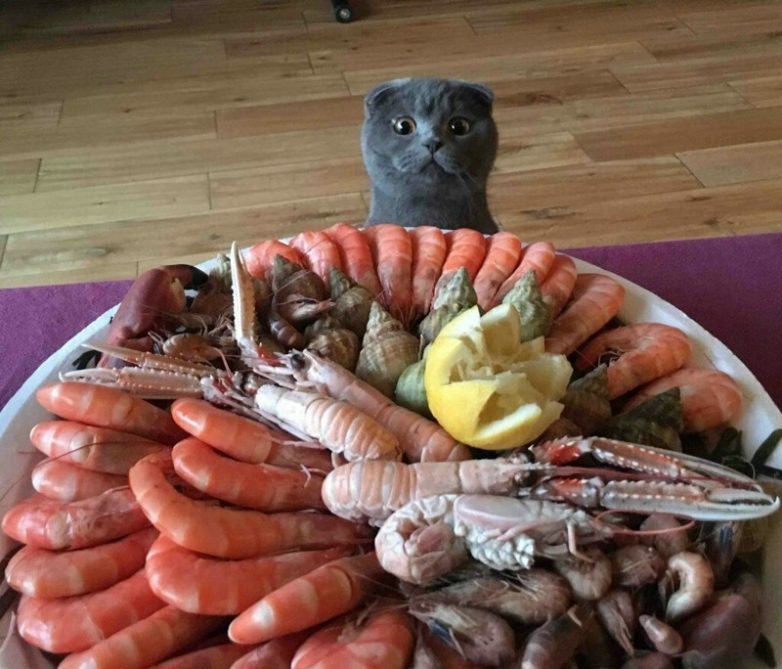 Веселые животные