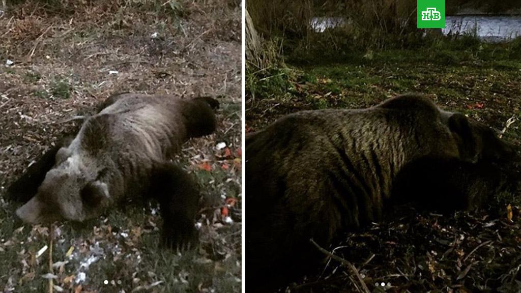 На Камчатке прикормленный медведь напал на туристку