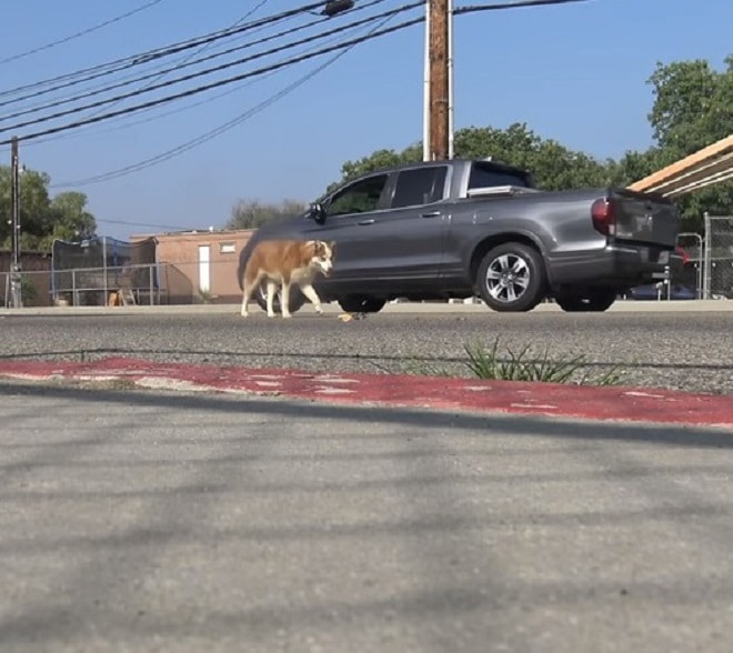 Бездомная собака