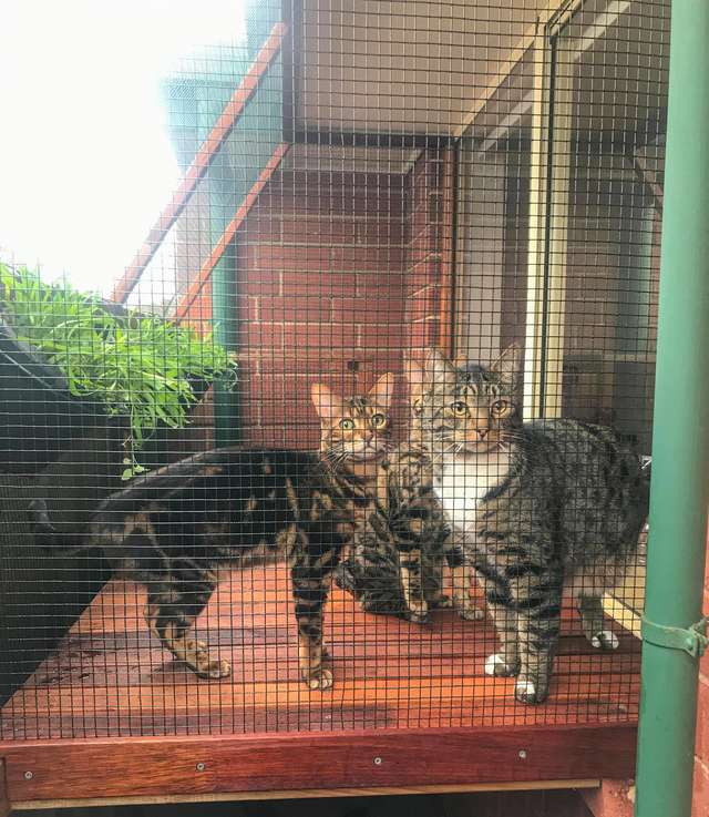 коты гуляют