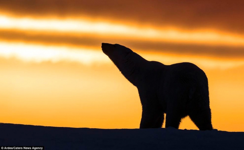Белые медведи наблюдают за закатом на Аляске
