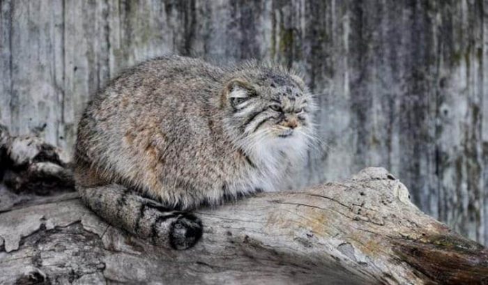 Старушка и представить не могла, какого кота она подобрала на улице и спасла