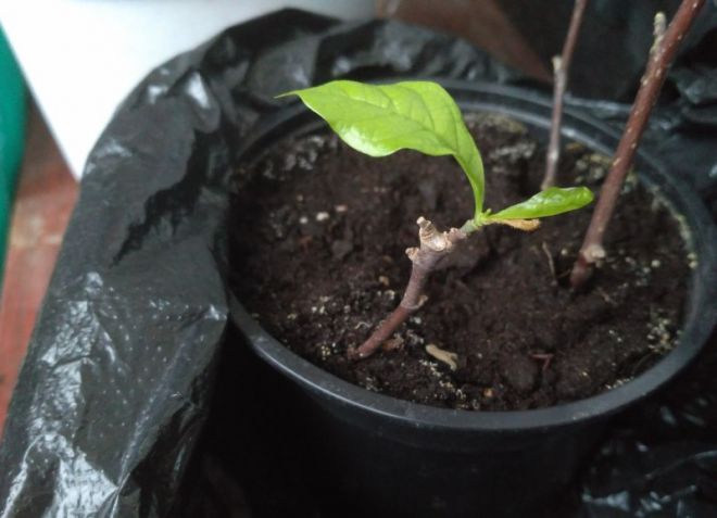 Цветок магнолия - описание, выращивание, размножение черенками дача,растения,сад и огород