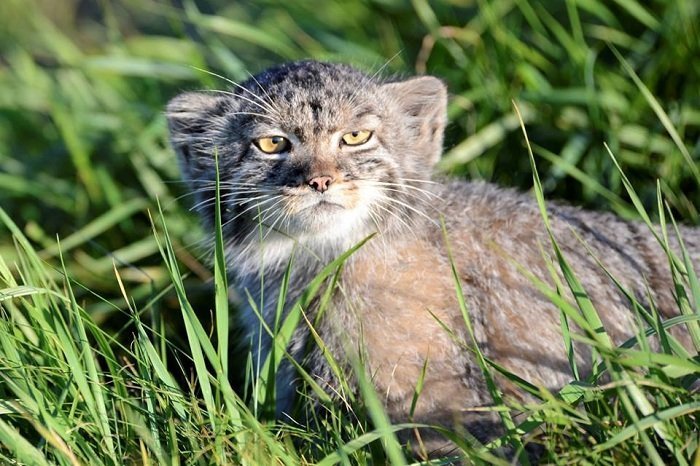 Мануленок Дарья заповедник, кошки, манул