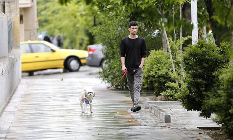 В Тегеране запретили гулять с собаками ynews, выгул собак, иран, новости, собаки, странные законы, страх и ненависть в Тегеране, тегеран