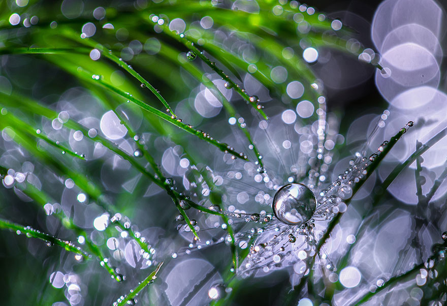 "Капля воды". Макросъемка от Miki Asai  красота, природа, фото