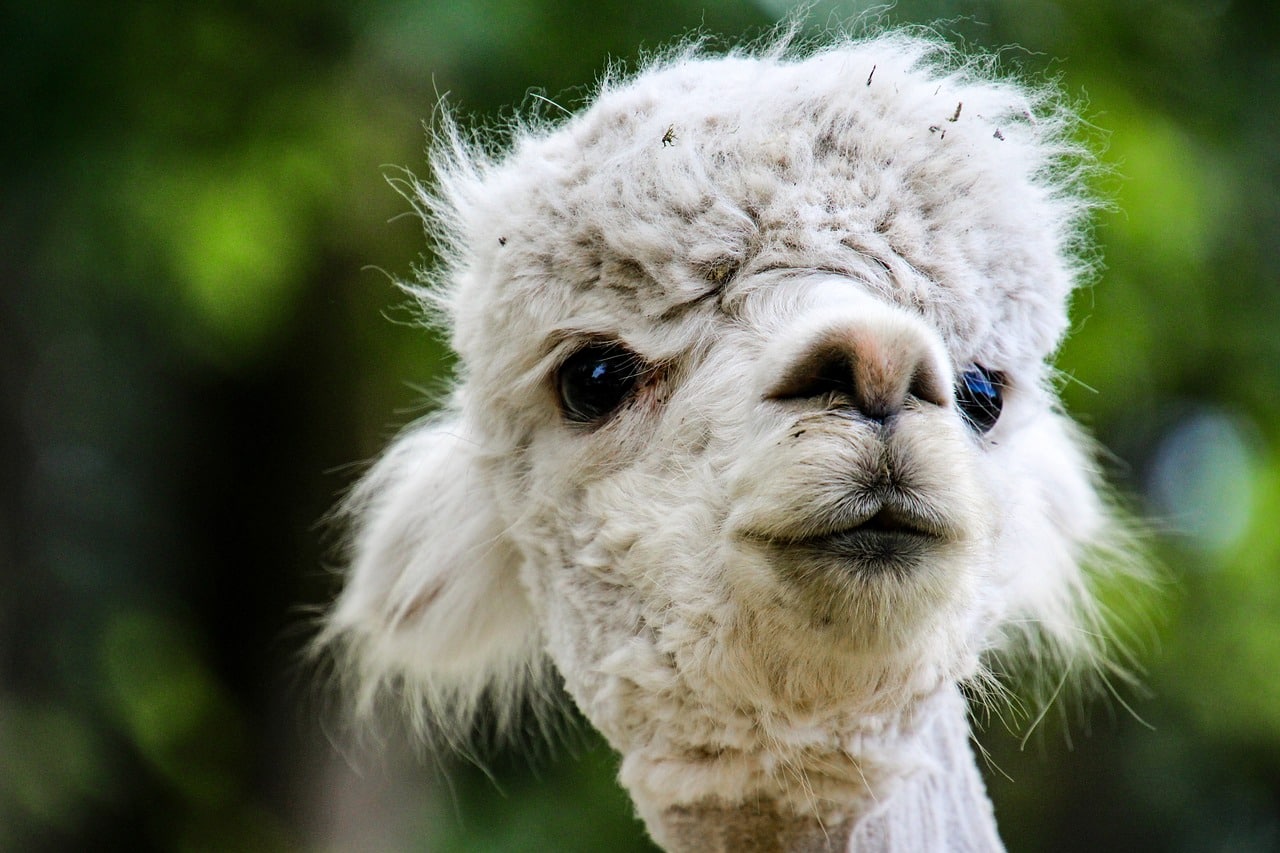 Alpaca