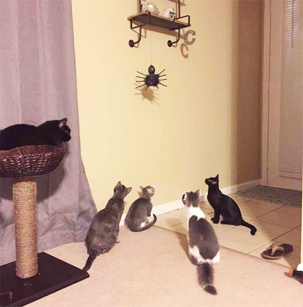 living-with-multiple-pets-51-59b930da5afaa__605