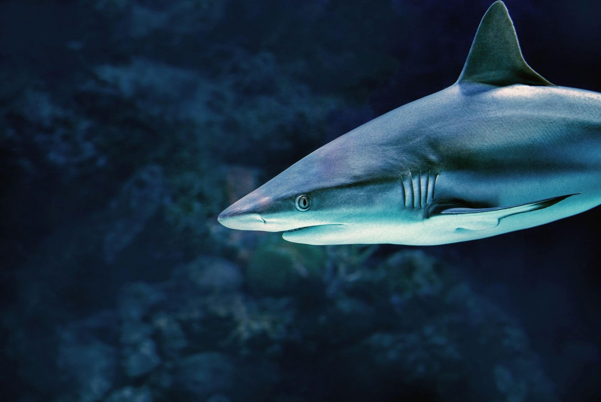 Ученые нашли кокаин у всех исследуемых акул из Бразилии