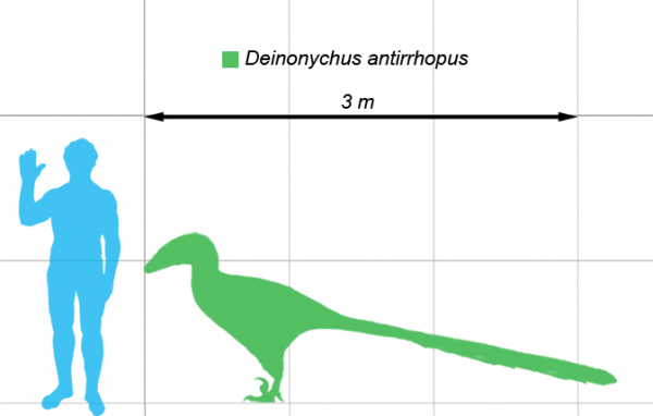 Deinonychus-scale