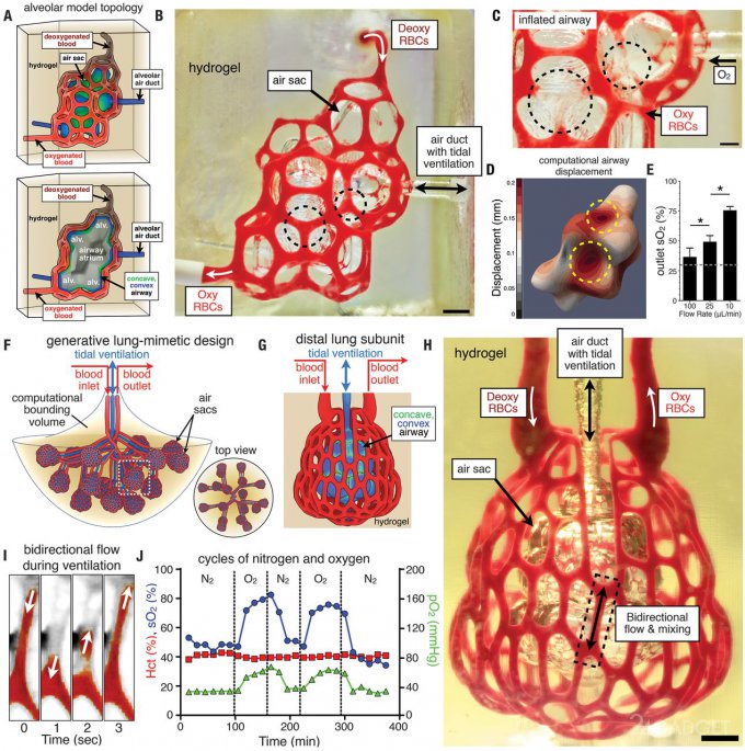Впервые человеческие лёгкие напечатали на 3D-принтере 3d-печать,гаджеты,технологии