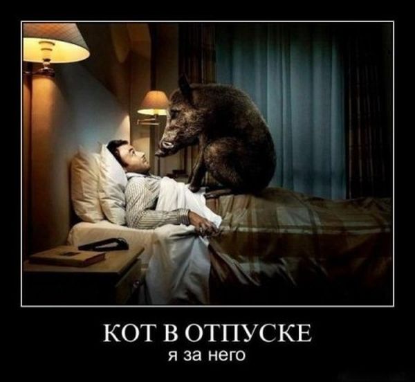 Кот в отпуске, я за него
