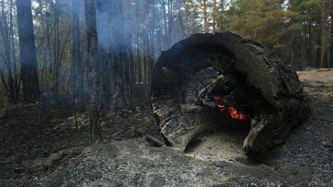 В Алтайском крае поймали первого в этом году виновника лесного пожара