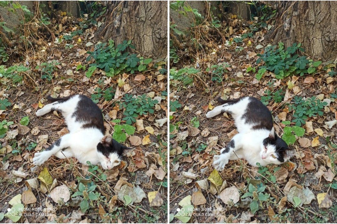 уличный котёнок