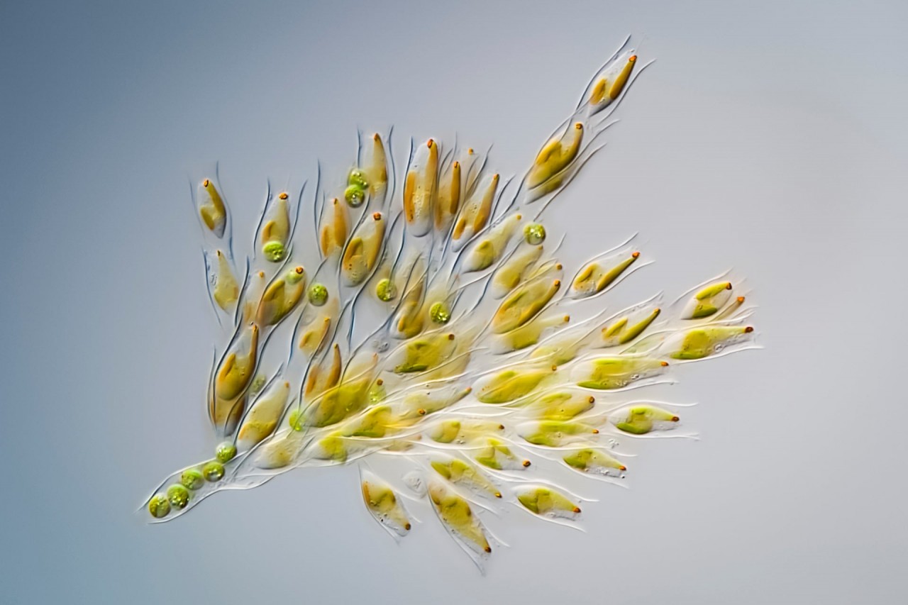 Лучшие рисунки, созданные природой Лучшие рисунки, созданные природой природа