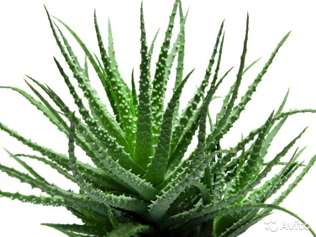 ÐÐ°ÑÑÐ¸Ð½ÐºÐ¸ Ð¿Ð¾ ÐÐ°Ð¿ÑÐ¾ÑÑ Ð°Ð»Ð¾Ñ Ð²ÐµÑÐ°