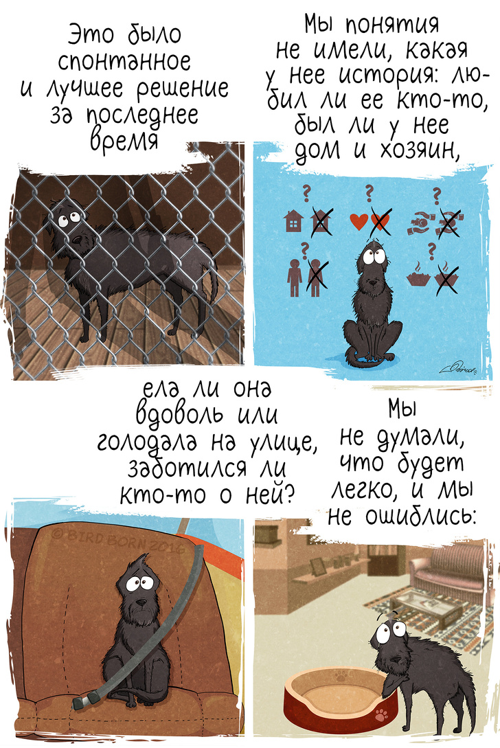 10+ вещей, которые мы поняли, когда взяли собаку из приюта