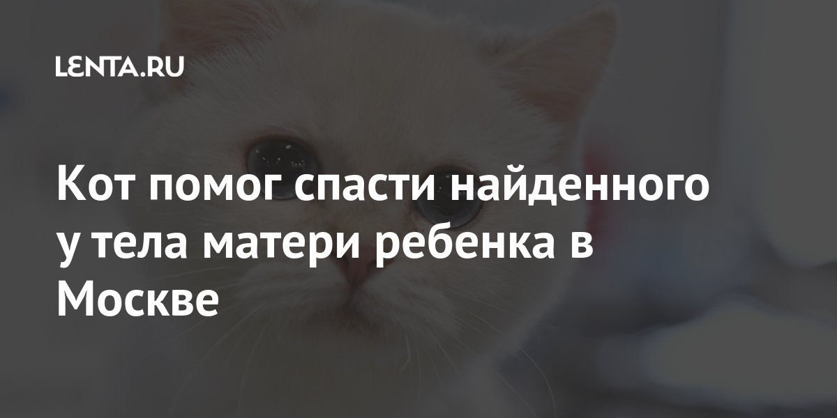 Кот помог спасти найденного у тела матери ребенка в Москве Кот помог спасти найденного у тела матери ребенка в Москве Силовые структуры