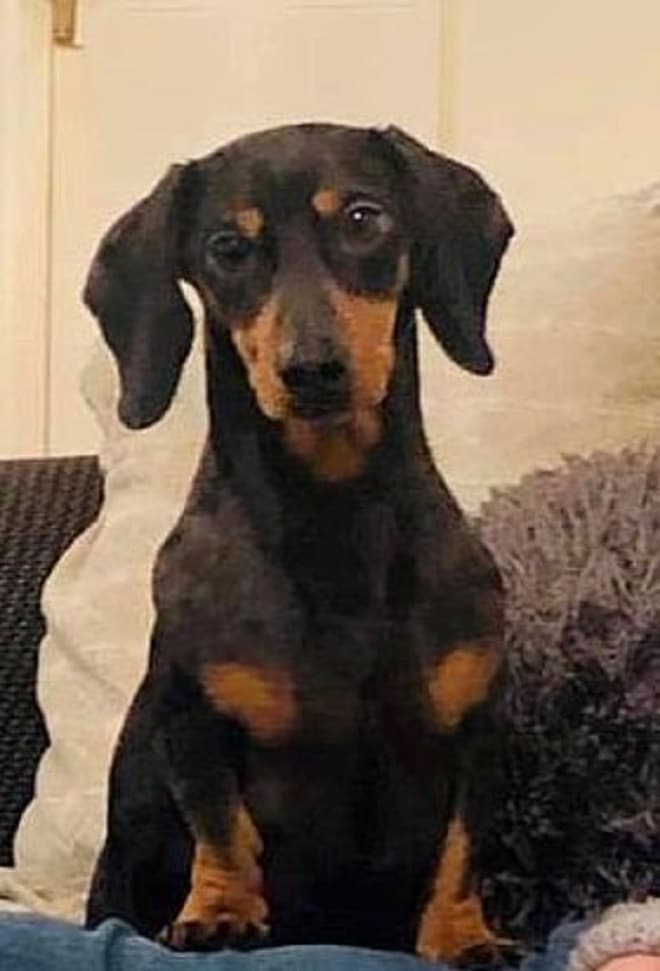 Собака сидит