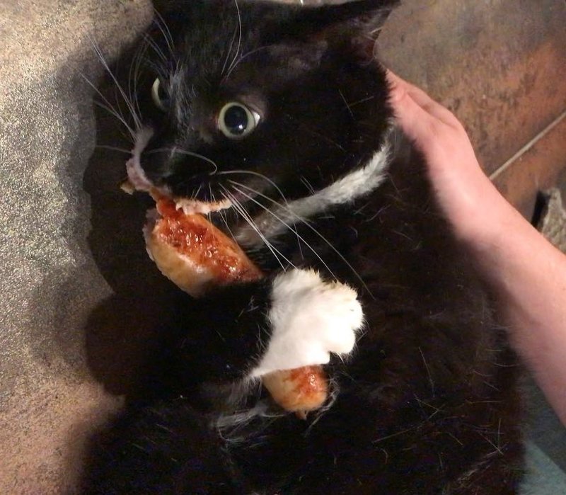 Кот обнимается с сосиской LOLcats, lol, Любовь, кот, коты, обнимашки, прикол, сосиска