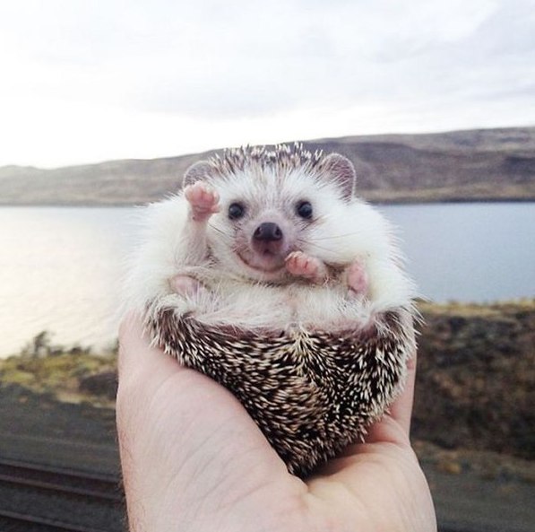 Позитивные и улыбчивые ежики Позитивные и улыбчивые ежики приколы,угарные фотки