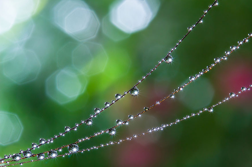 "Капля воды". Макросъемка от Miki Asai  красота, природа, фото