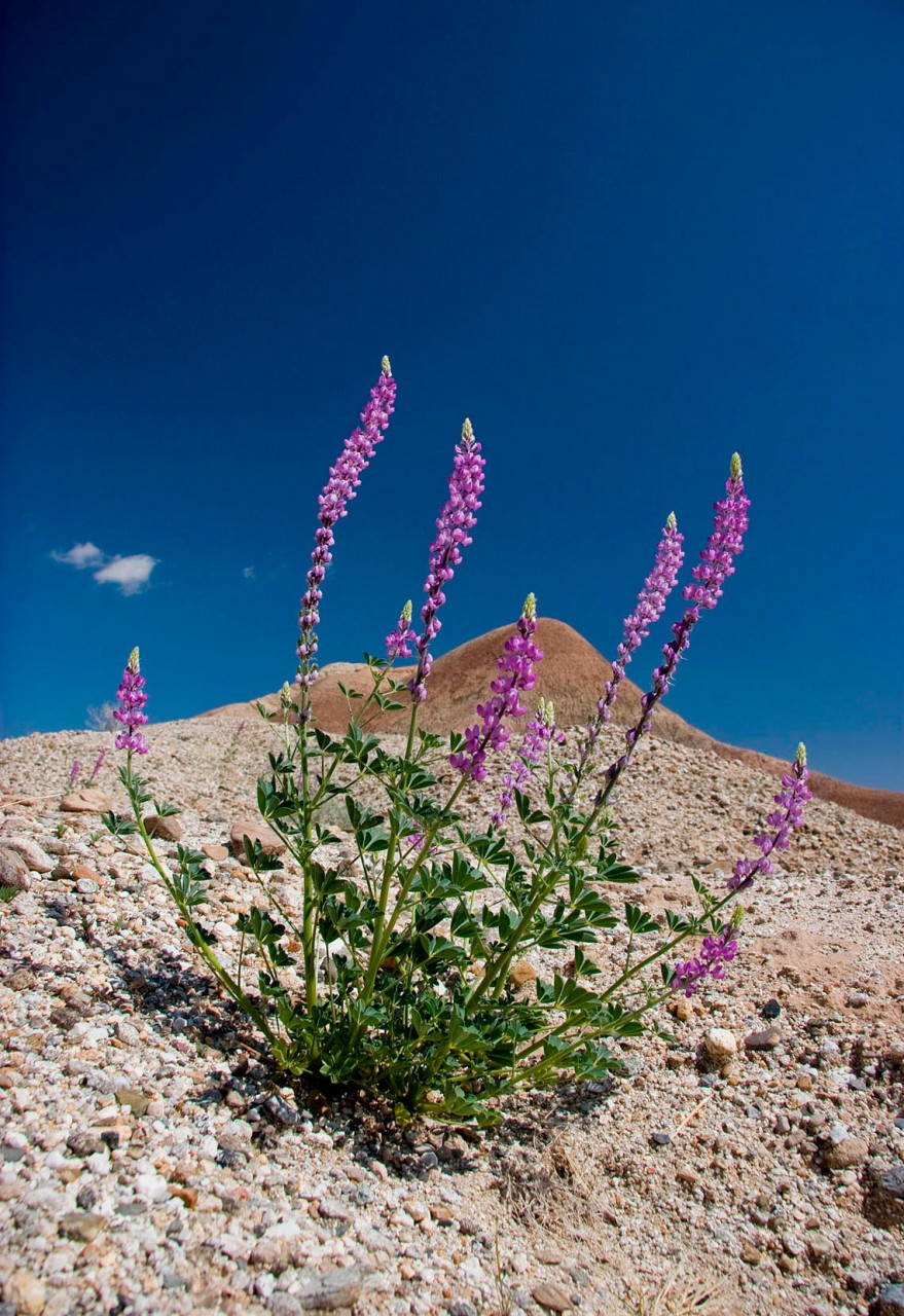 Desert badlands, USA