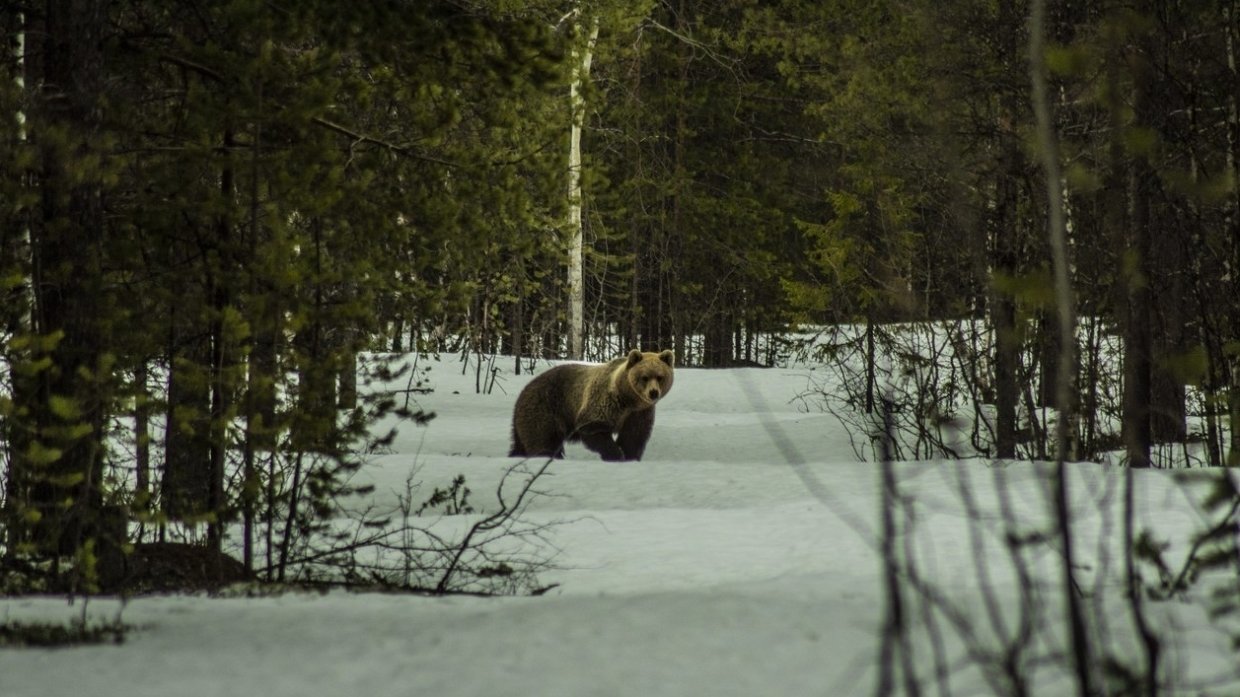 Медведь в Алтайском крае