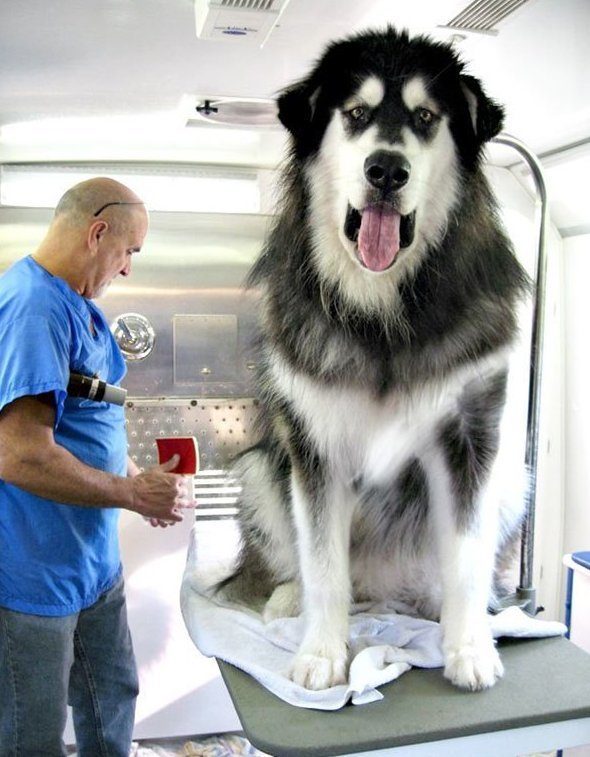 Огромные пёсики 