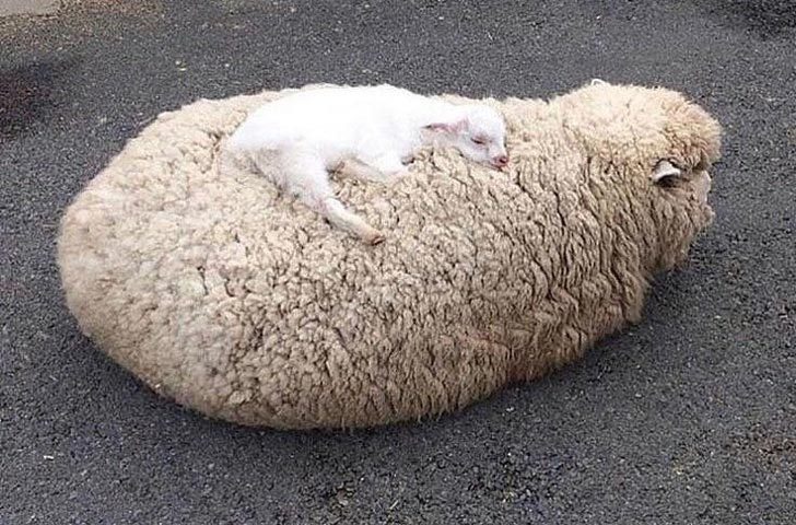 Зверята, которые могут влюбить в себя с первого взгляда Зверята, которые могут влюбить в себя с первого взгляда