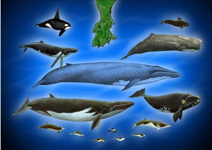 Белый и синий киты: размеры. Самый большой кит: размеры