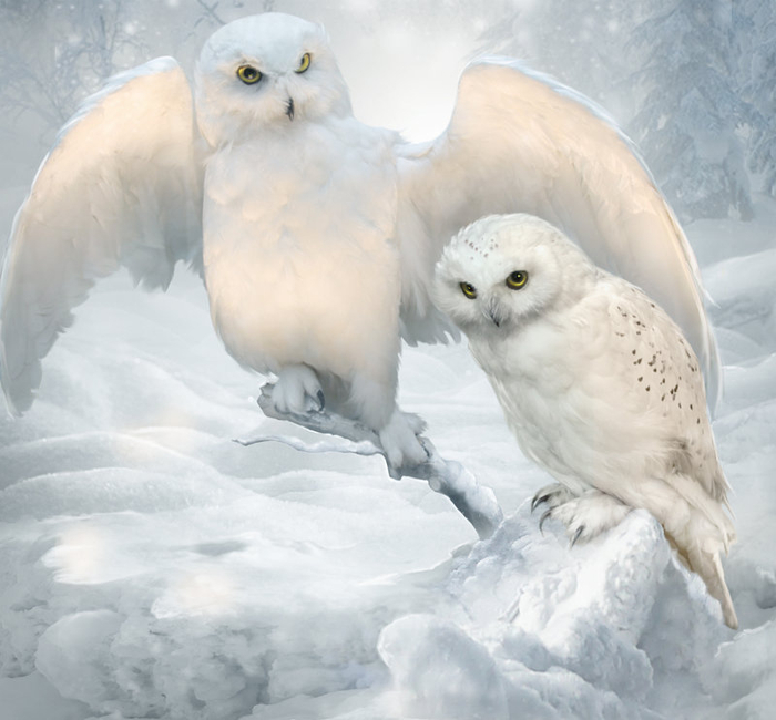 winter_owls_by_elenadudina-dackuvu (700x650, 291Kb)