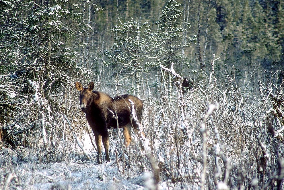 Национальный парк Глейшер Бей на Аляске Национальный парк Глейшер Бей на Аляске Путешествия,фото
