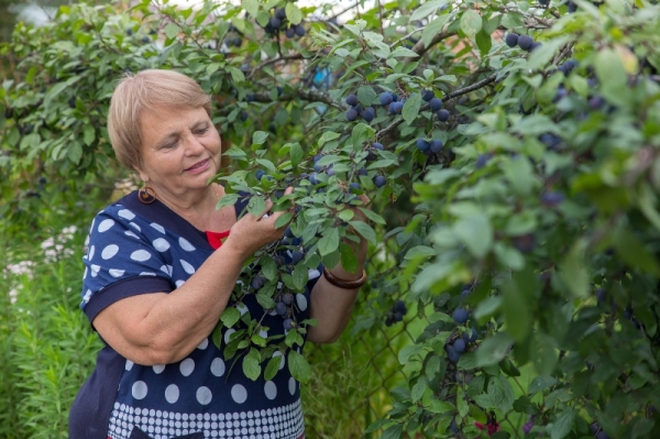 Чем полезны сливы для здоровья