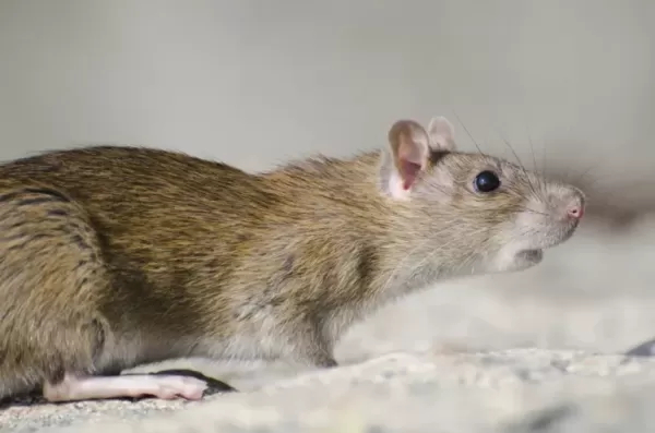 У людей обнаружено крысиное заболевание