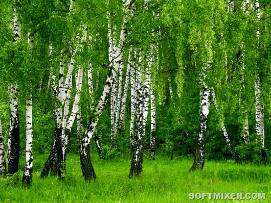 Растения, которые предсказывают погоду