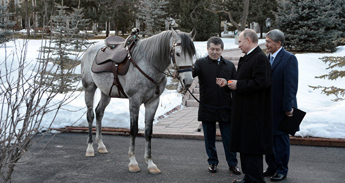 Президенту Путину подарили породистую лошадь