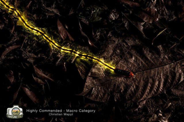 Победители конкурса на лучшую фотографию природы Nature TTL Photographer of the Year 2020