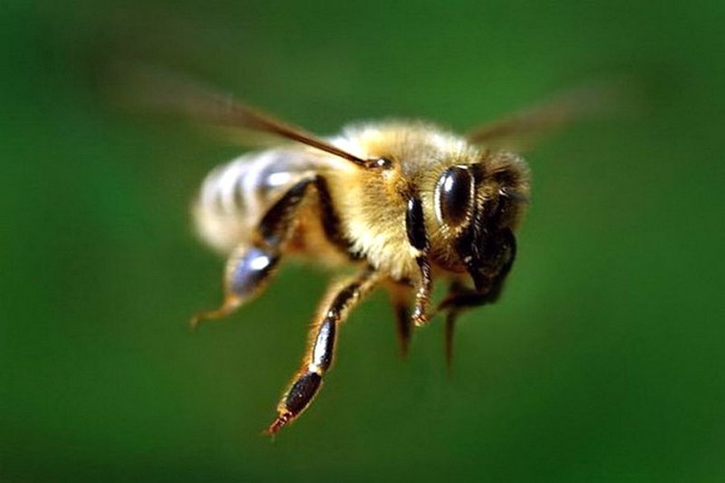 Медоносная пчела машет крыльями со скоростью 11400 раз в минуту, создавая характерное жужжание. информация, картинки, факты